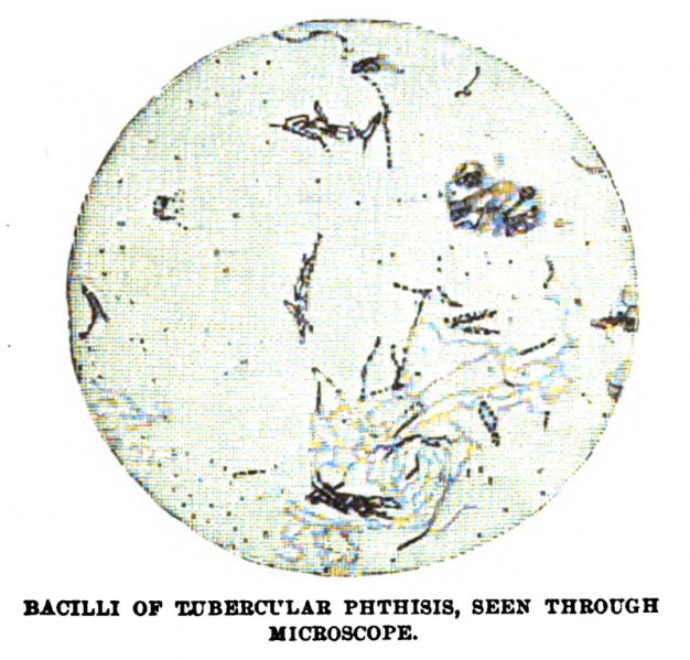 File:The-review-of-reviews-1890-12-dr-koch-and-his-cure-p554-illu1.jpg